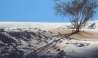 Sahara Desert: সাহারায় তুষারপাত! বরফের চাদরে ঢাকল বিশ্বের বৃহত্তম মরুভূমি
