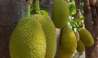 Green Jackfruit: গরমের এই সবজিটি অ্যান্টি-এজিং; বয়স ধরে রাখতে জমিয়ে খান