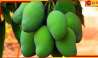 Green Mango: কাঁচা আম কি শুধুই সুস্বাদু? সুস্বাস্থ্যে এর গুণাগুণ জানলে চমকে যাবেন!
