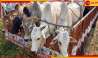 Siliguri Cattle Raid: ৭৫ টি গরু উদ্ধার! ফের পুলিসের জালে পাচারকারীরা 